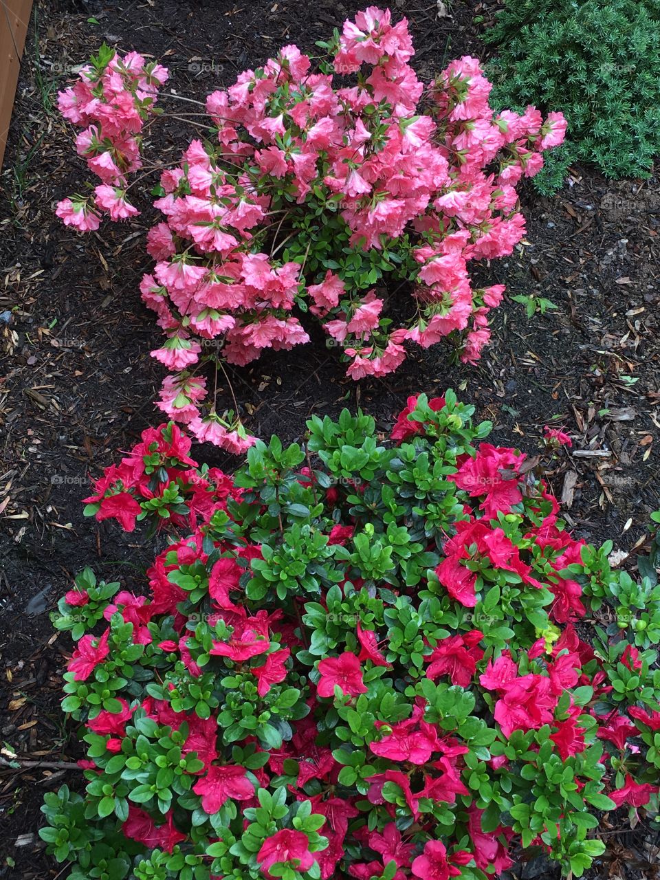 Red and peach azalea