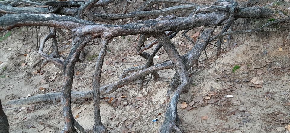 Amazing pine tree roots on the sand