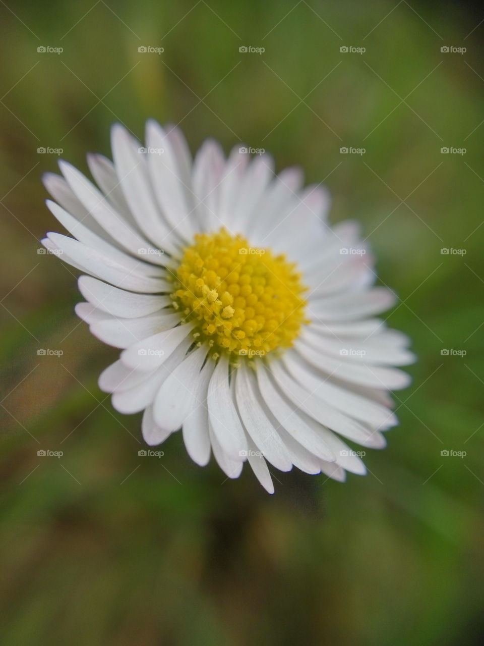 White flower