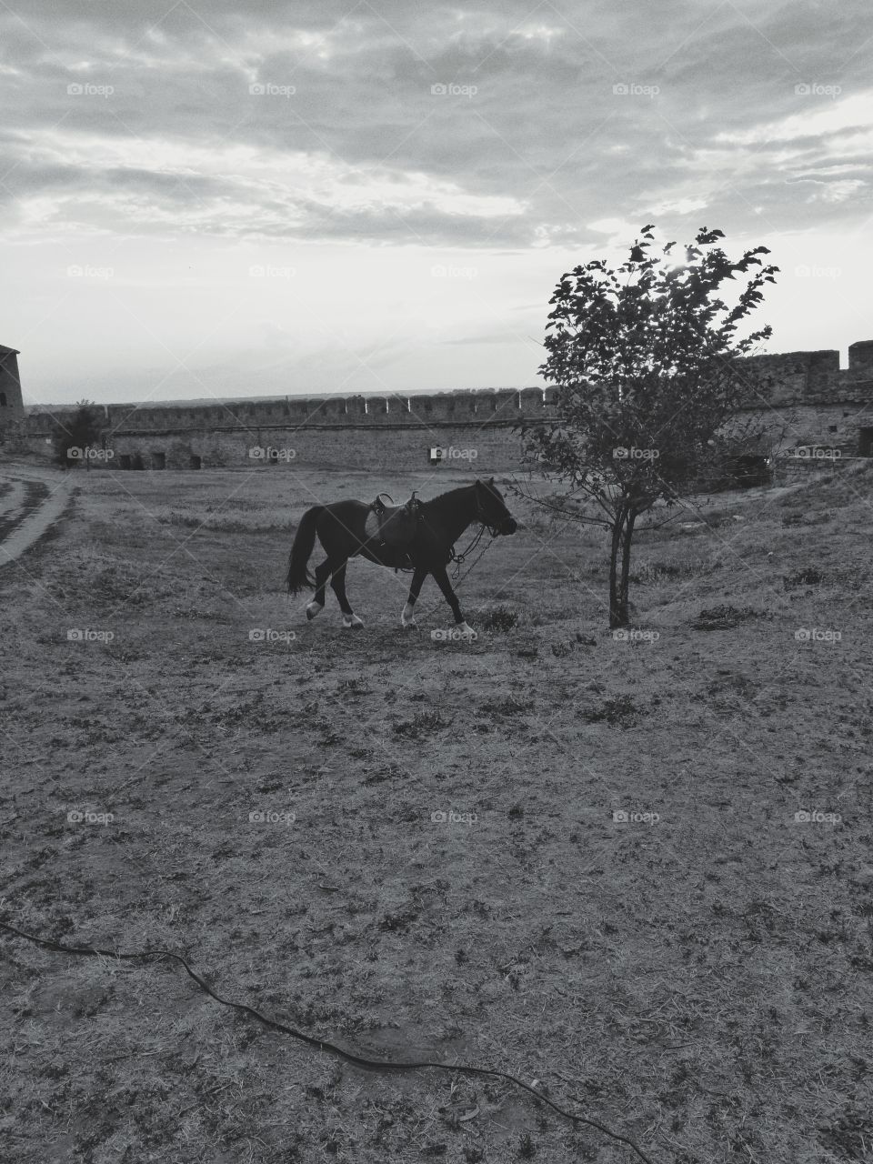 Lonely horse