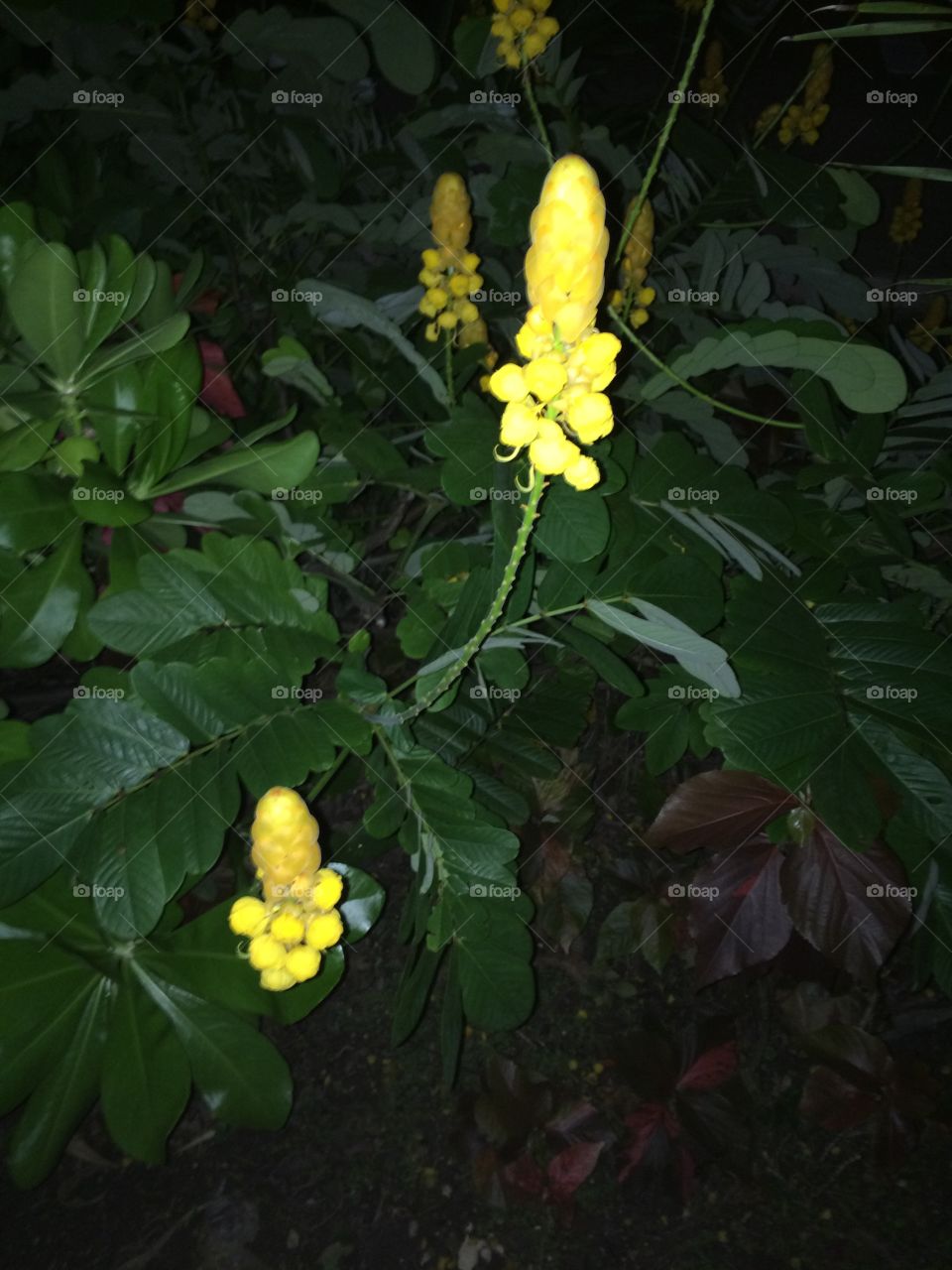 Night flowers