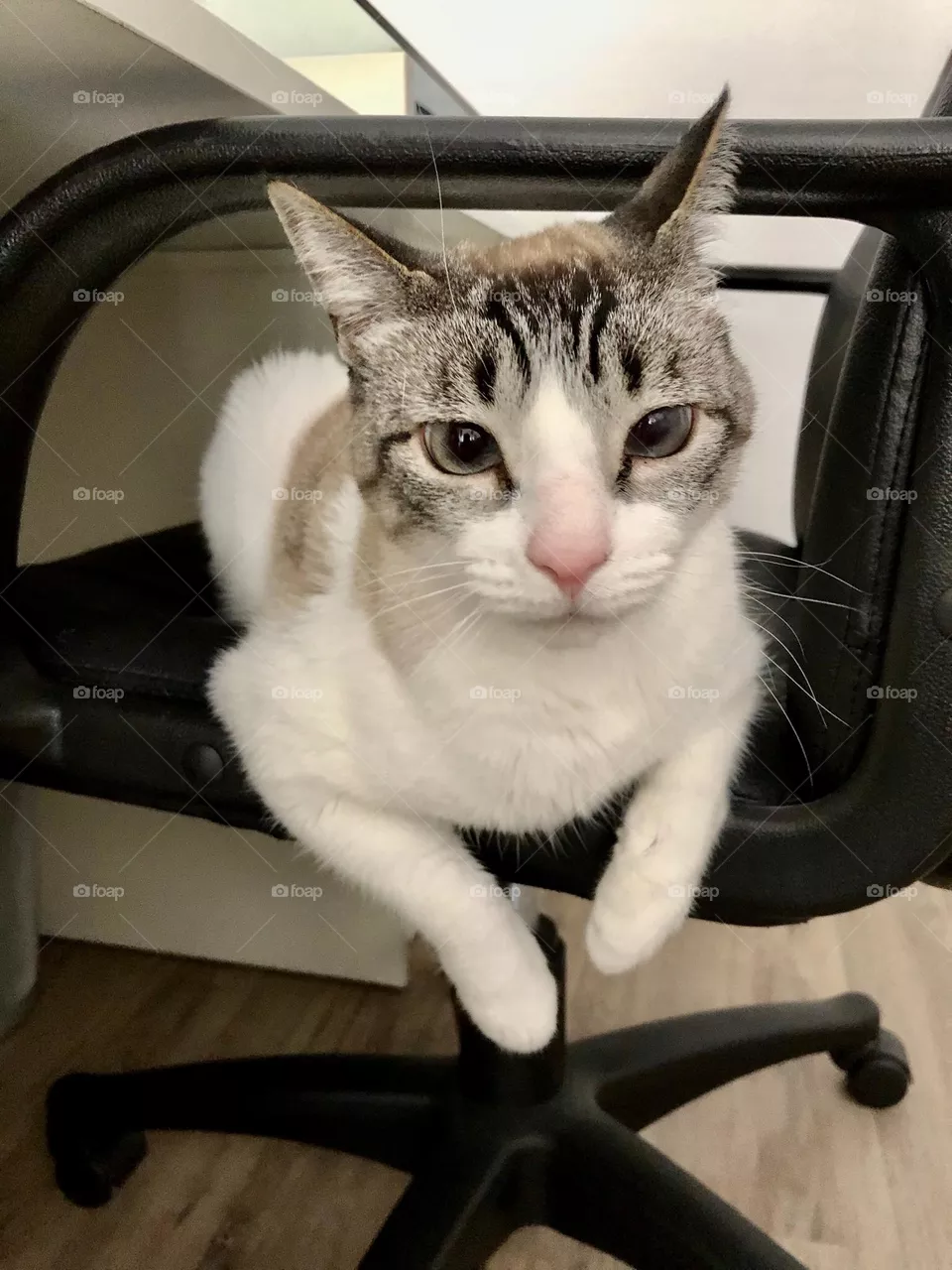loki☺️