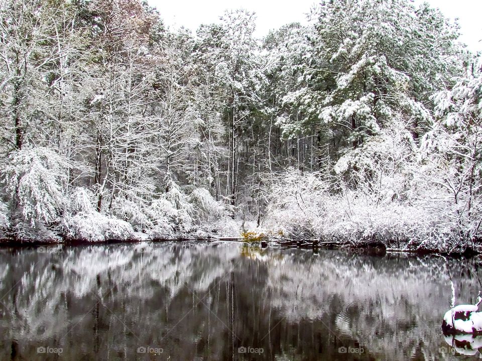 snow covered tree water reflections on water