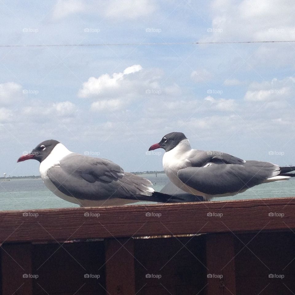 Birds on the bay