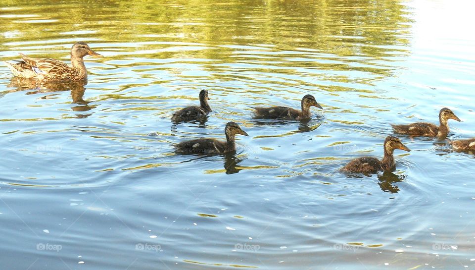 Duck, Bird, Pool, Lake, Poultry