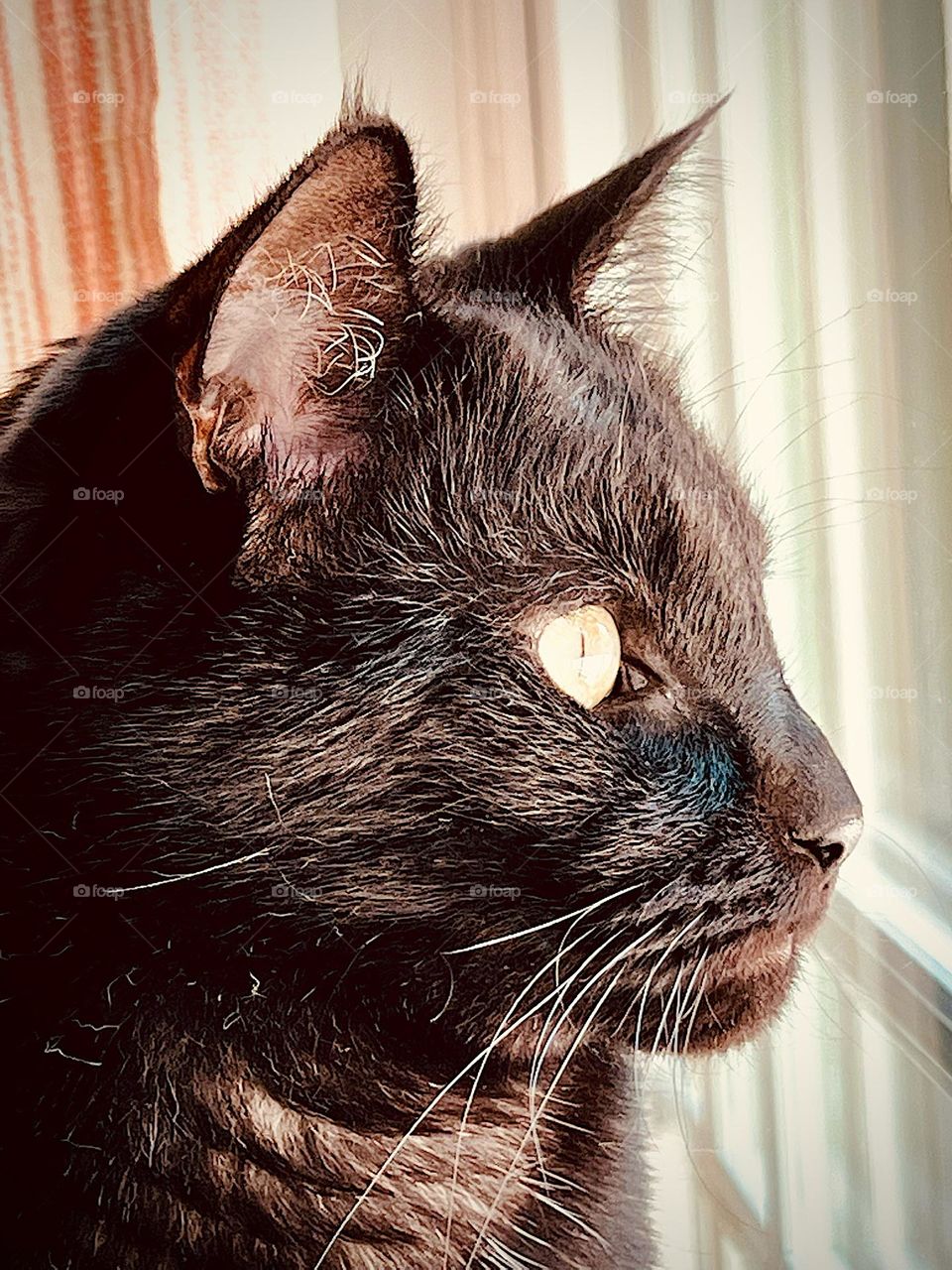 A stunner of a black cat looking out the window 