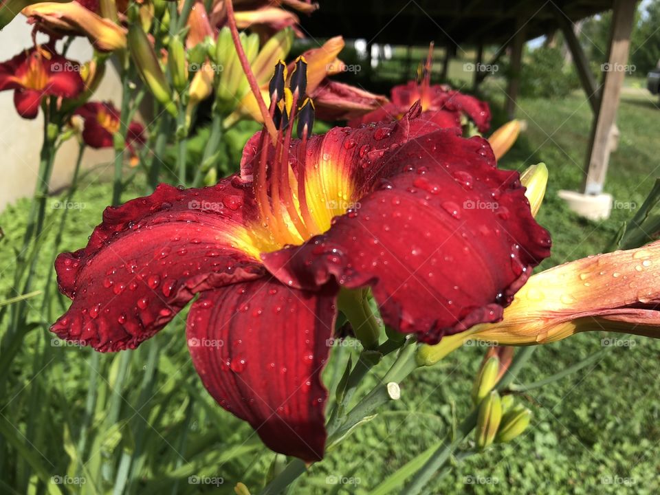 Red Flower Near Holiday Lake