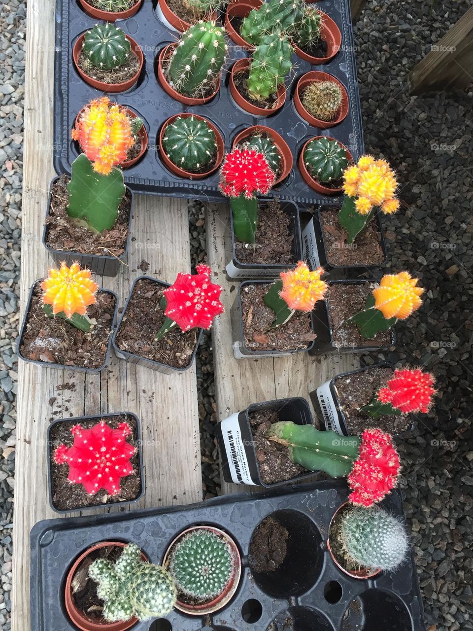 Colorful cacti 