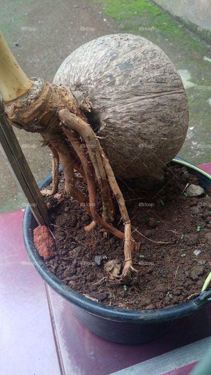 coconut trees planted in plastic containers in the yard of the house