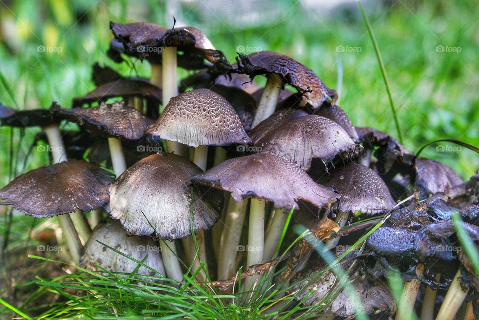 Group mushrooms 