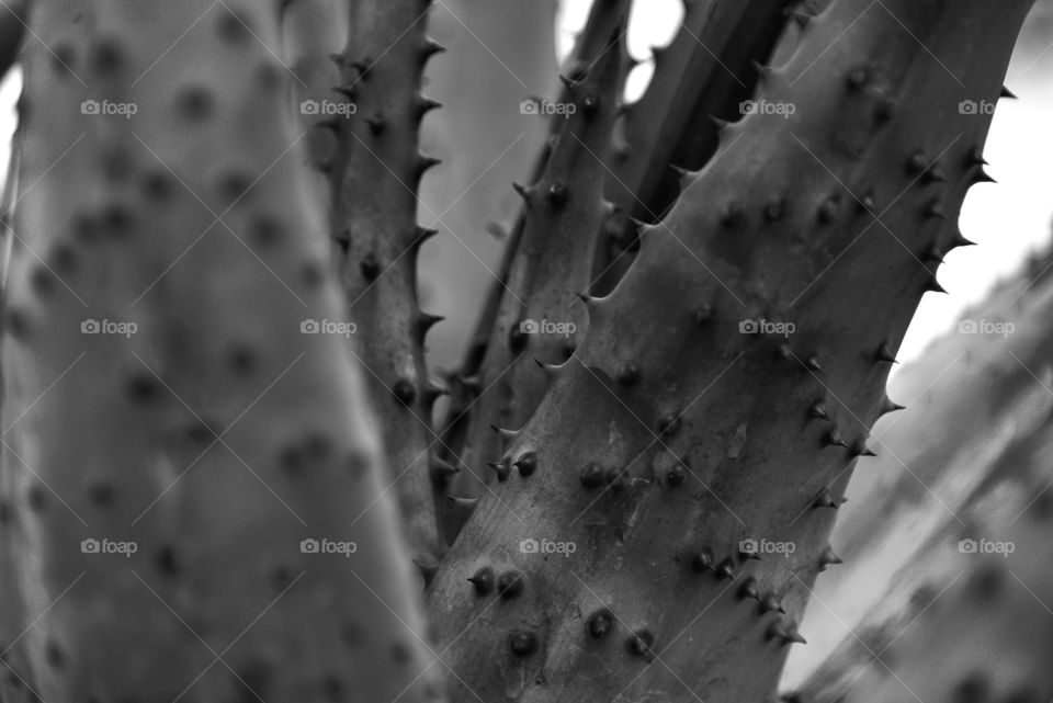 Black and white cactus. Closeup. 