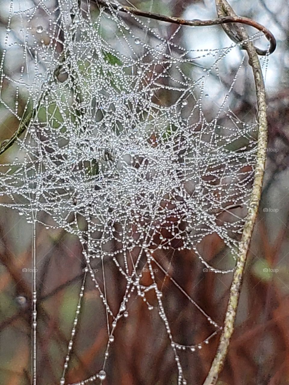 spiderweb with dew