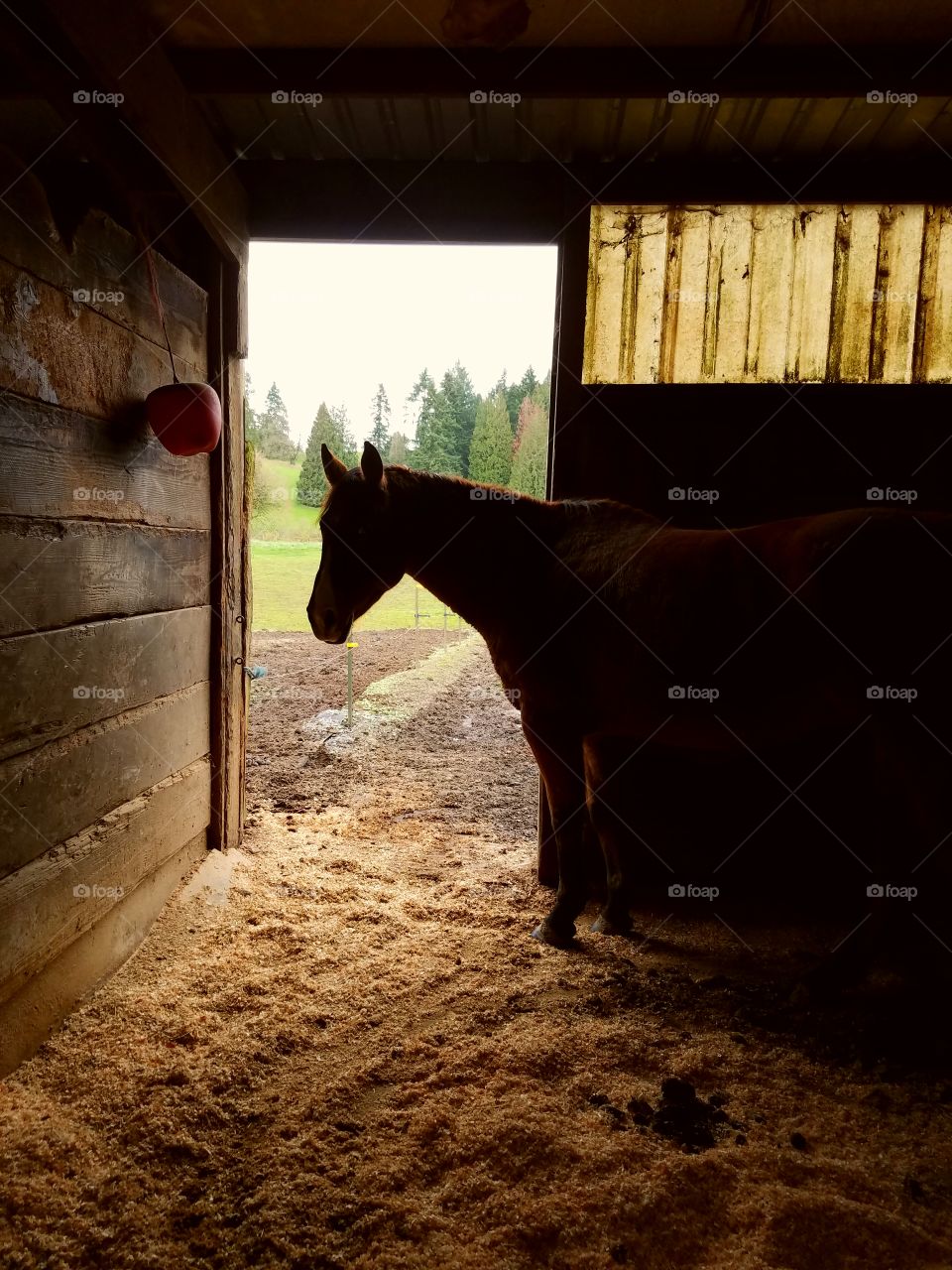 silhouette horse in barn stall