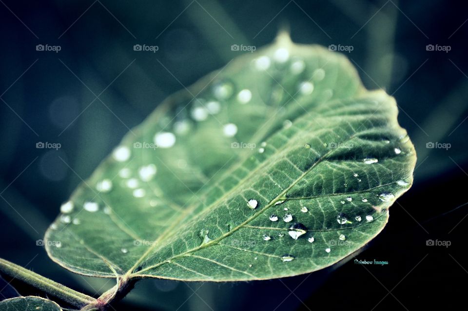 Green Leaf