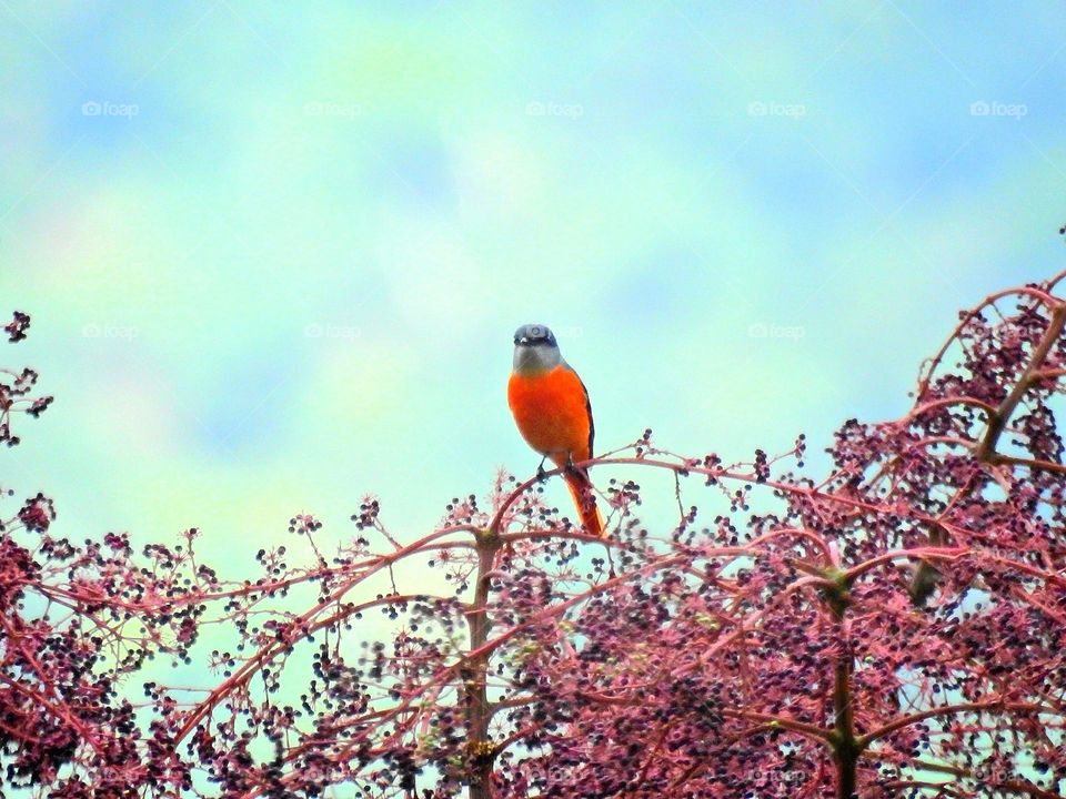 Beautiful and cute bird