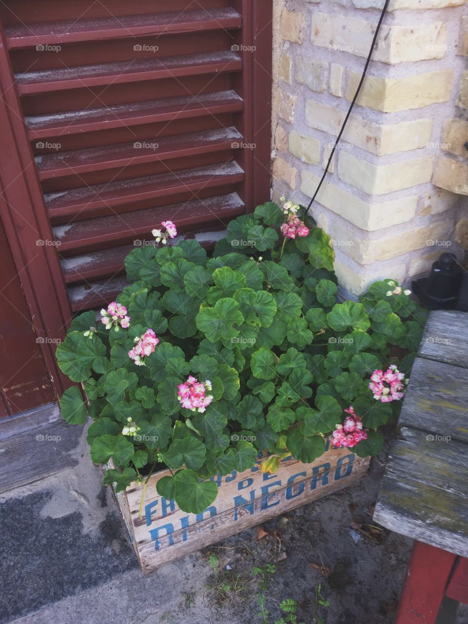 Pink geranium in a wooden box