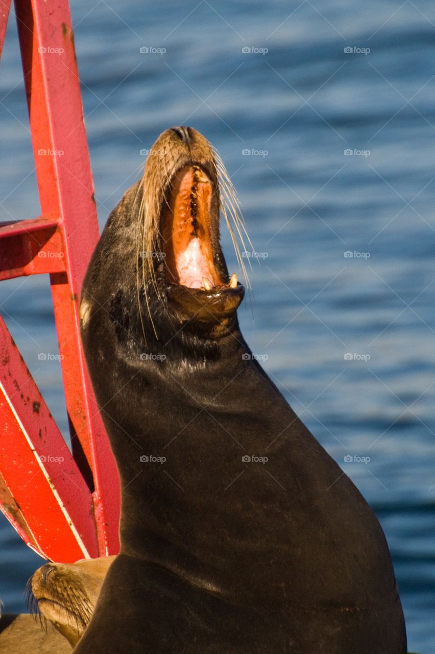 a sea lion barking into the wind as he sits on a large metal ocean buoy on a clear summer day