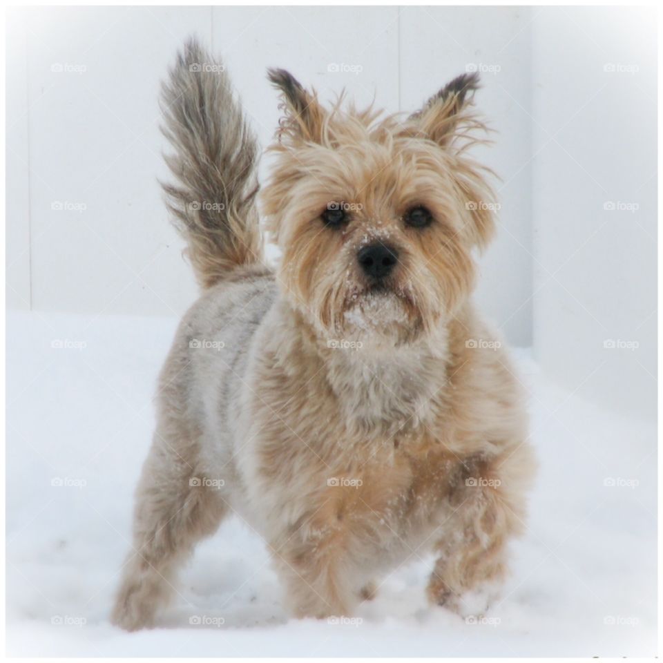 Sophie in the snow. Our cairn terrier Sophie in winter snow