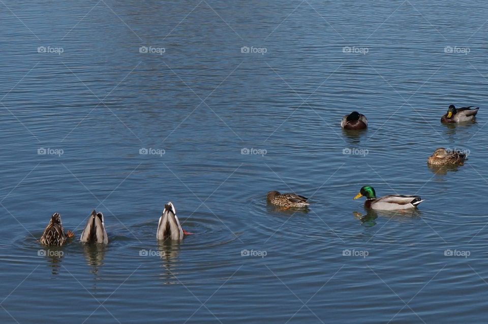 Duck, duck, goose