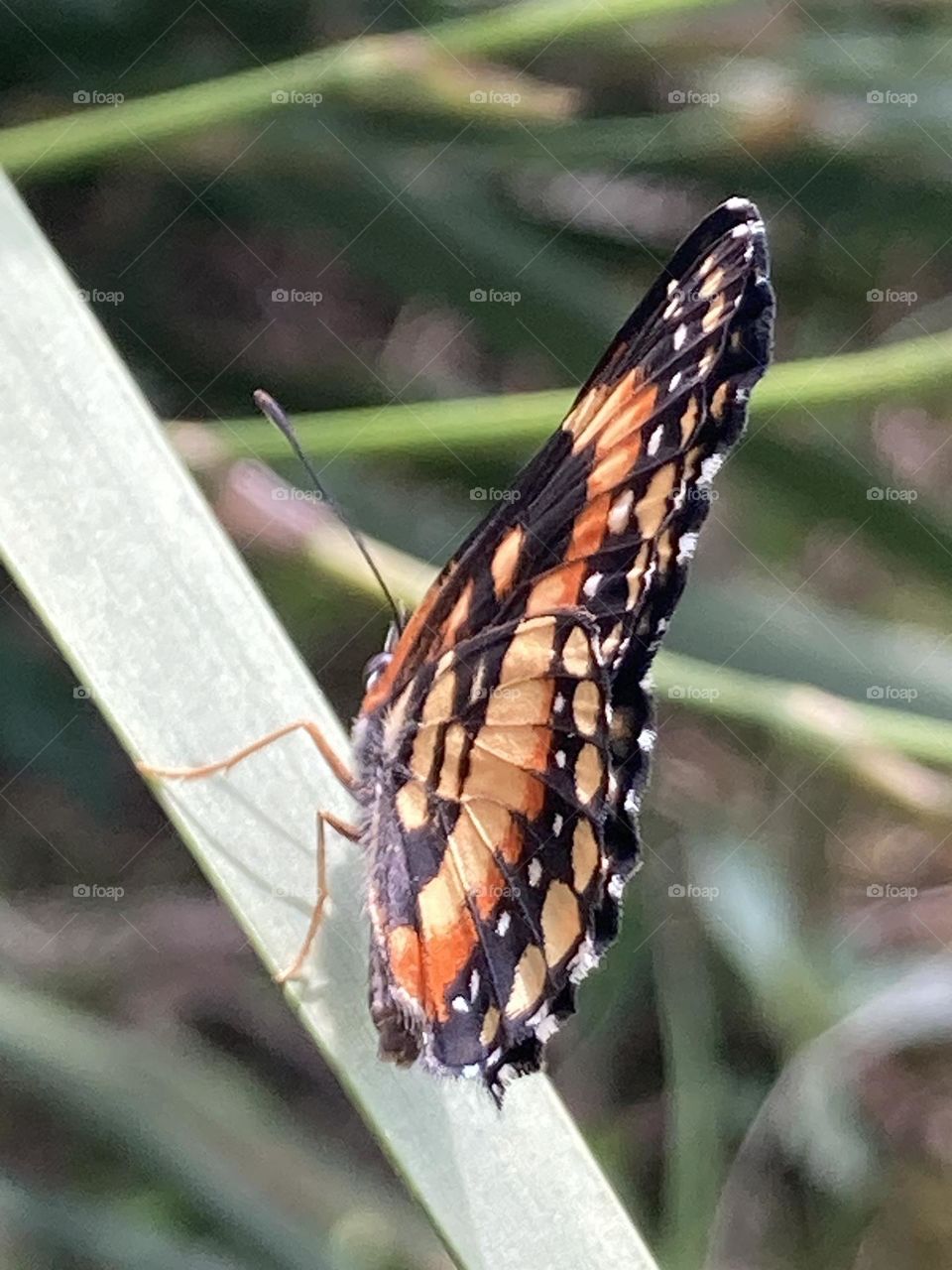 Borboleta alaranjada, branca e preta formando um mosaico. Borboleta empoleirada em uma folha verde clara comprida. Fundo em foco suave.