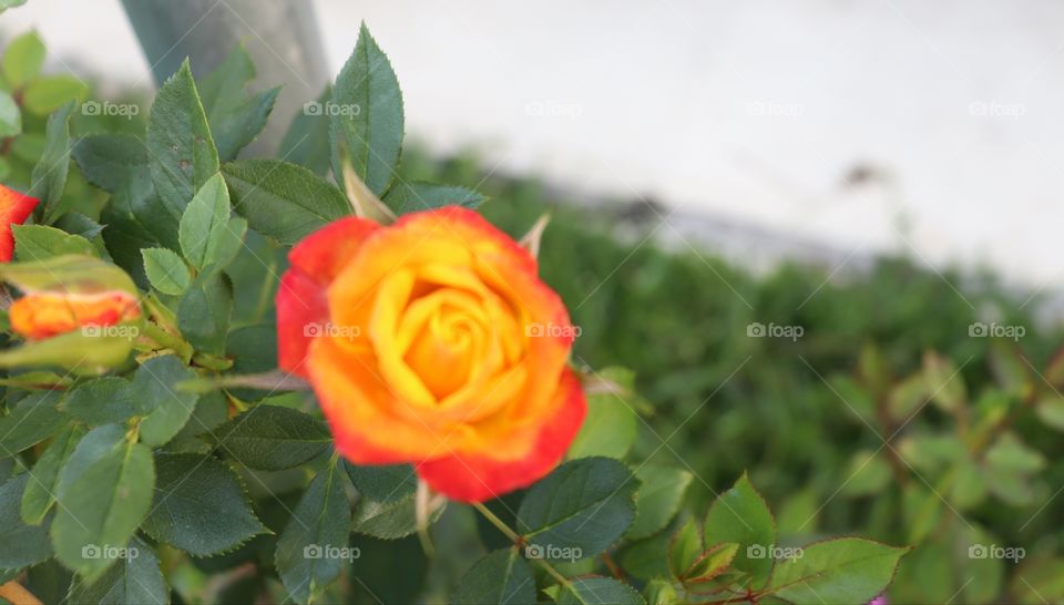 Orange Rose