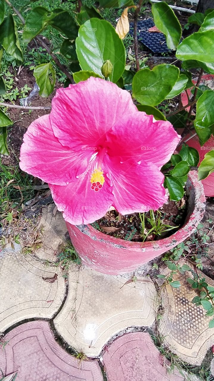 Hibiscus at its best