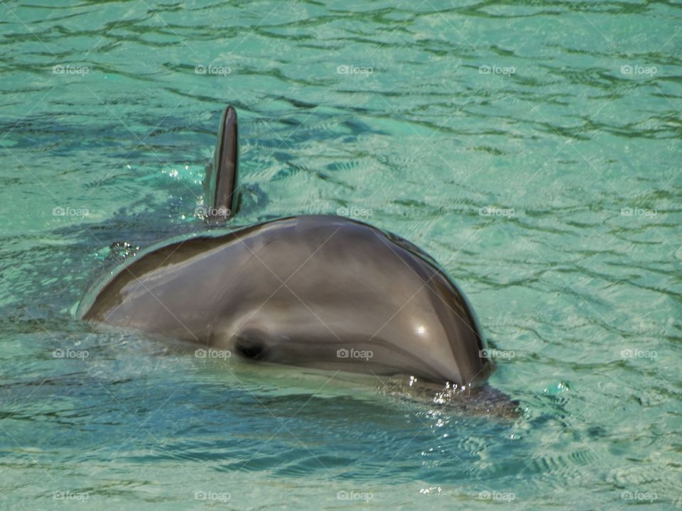 Dolphin In Captivity