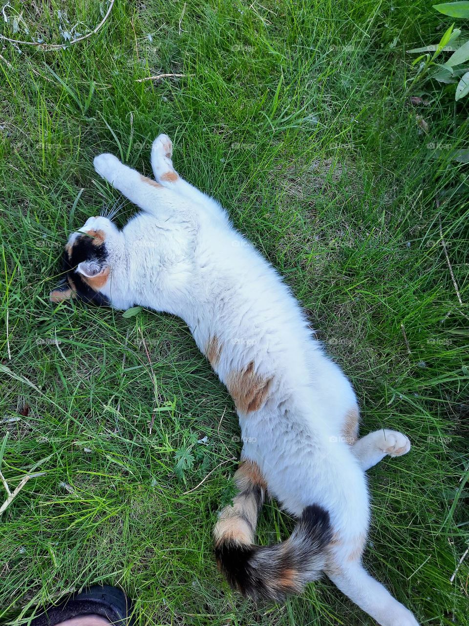 multicolor cat streching on the grass