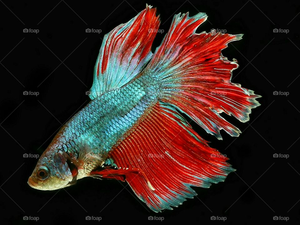 Bettafish