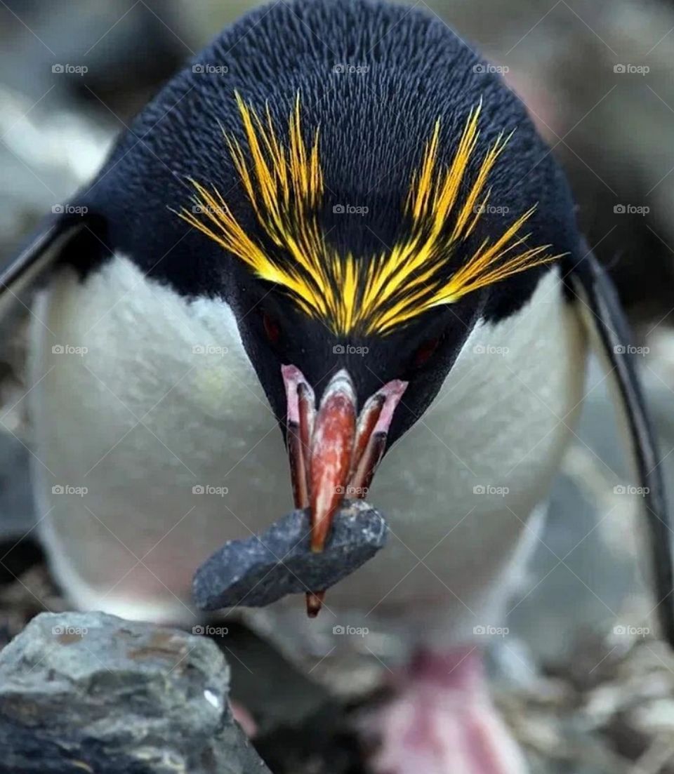 This is a penguin from the sub-arctic and temperate zone.