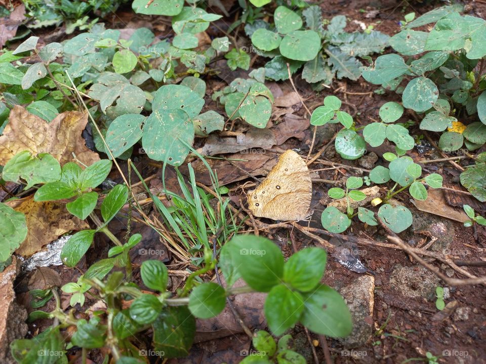 The dark brown night butterfly is a species of butterfly found flying at dusk