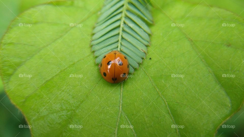 Insect Coelophora inaequalis perched on the leaves