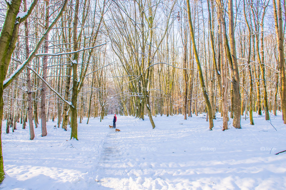 winter landscape