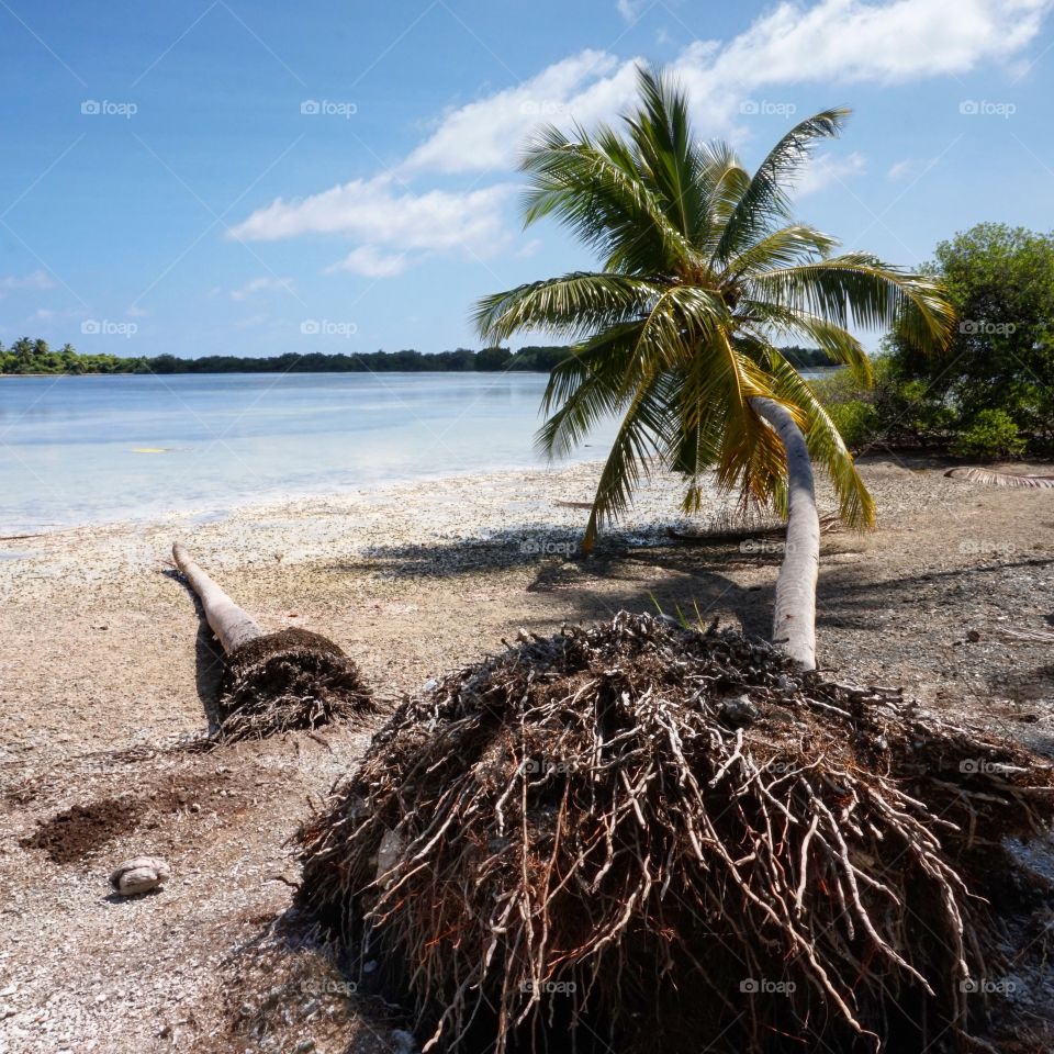 Fallen down coconut palm tree