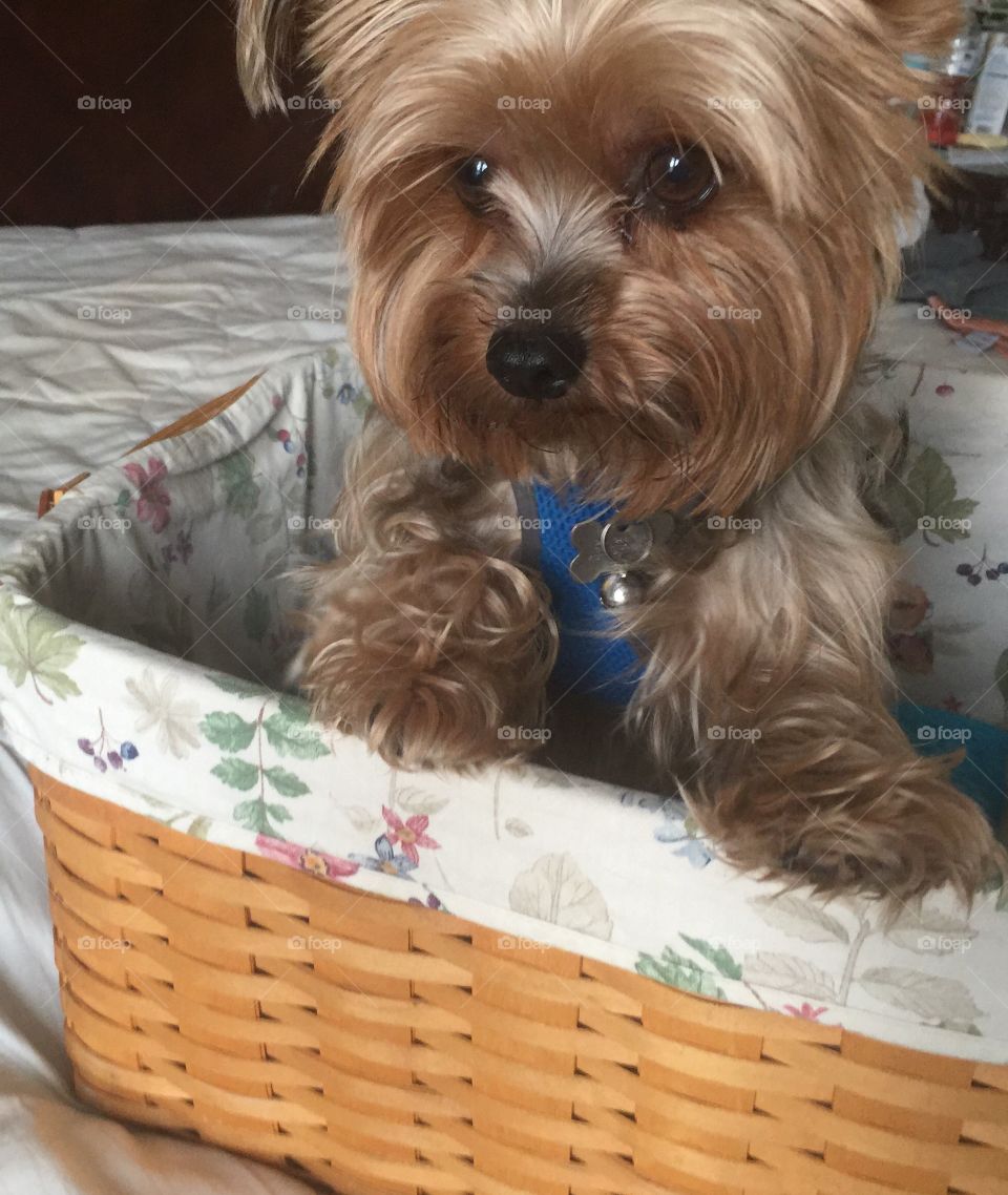 Yorkie in a basket
