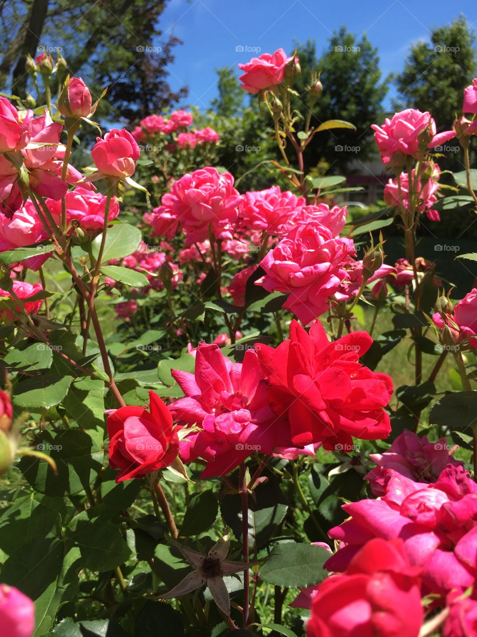 Red roses