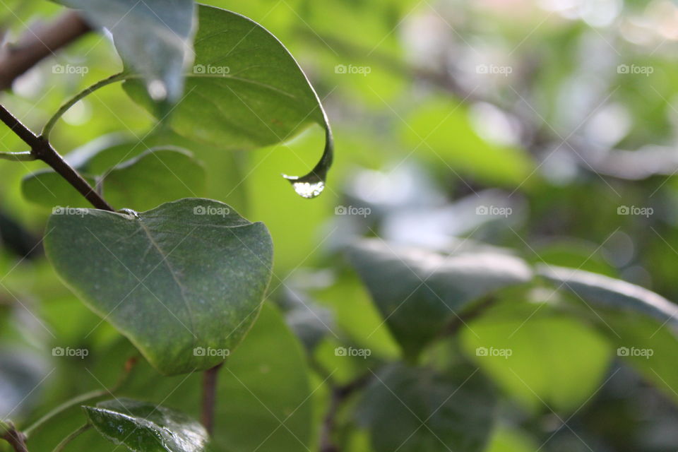Leaf, Nature, Flora, Rain, Garden
