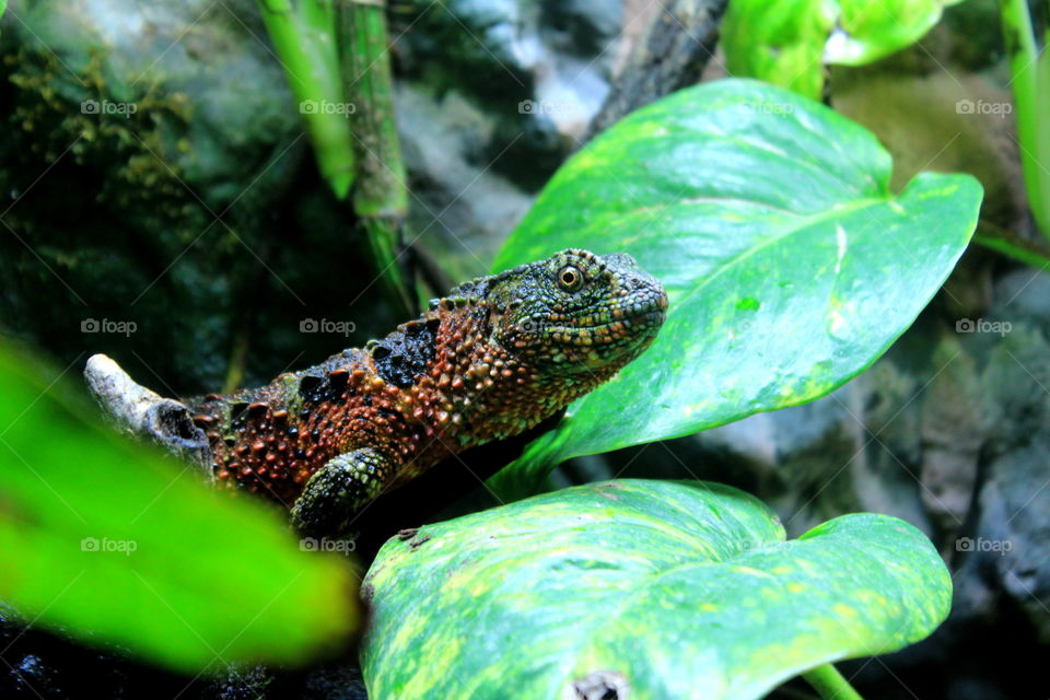 This is a lizard resting on a log by the green leaves in the aquarium taken at the Newport Aquarium in Kentucky.
