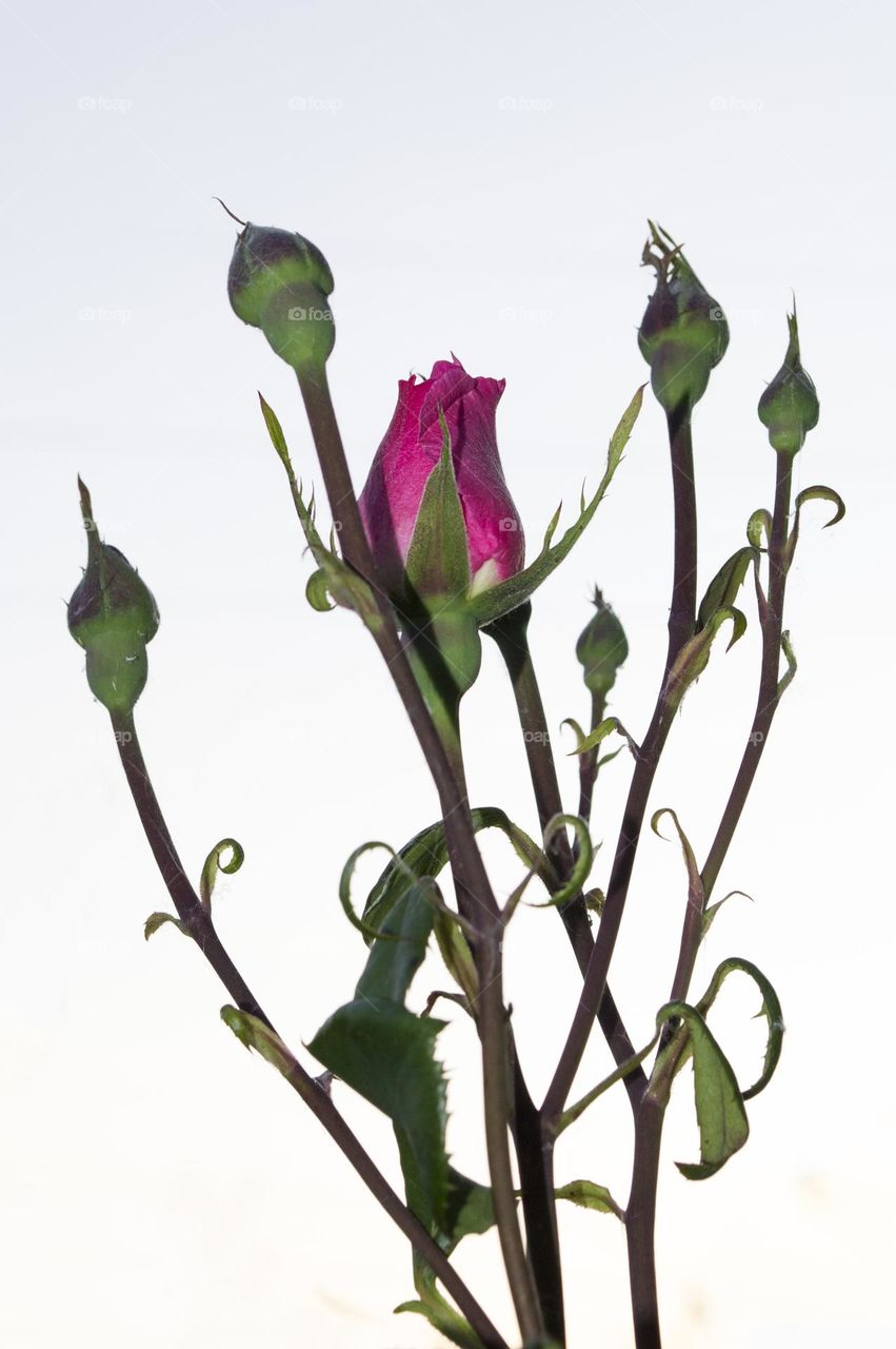 Rose against a cloudy sky