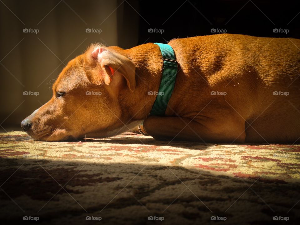Dog resting in domestic room