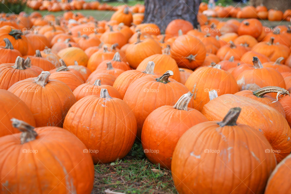 Pumpkins