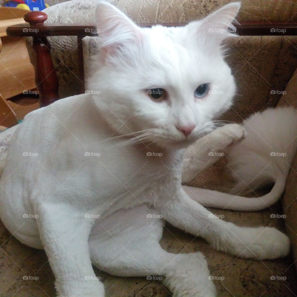 white cat