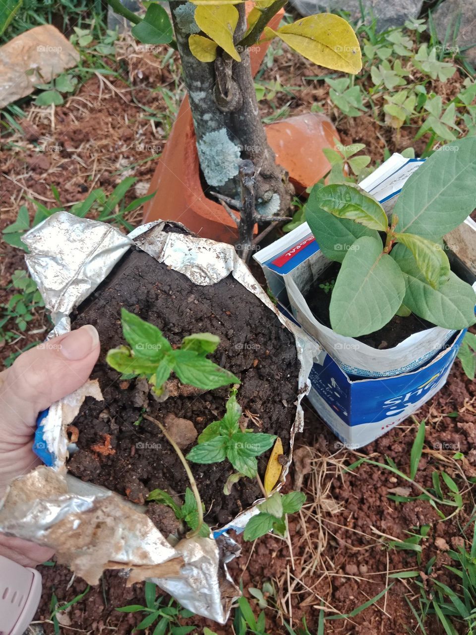 Planting, basil and a guava tree