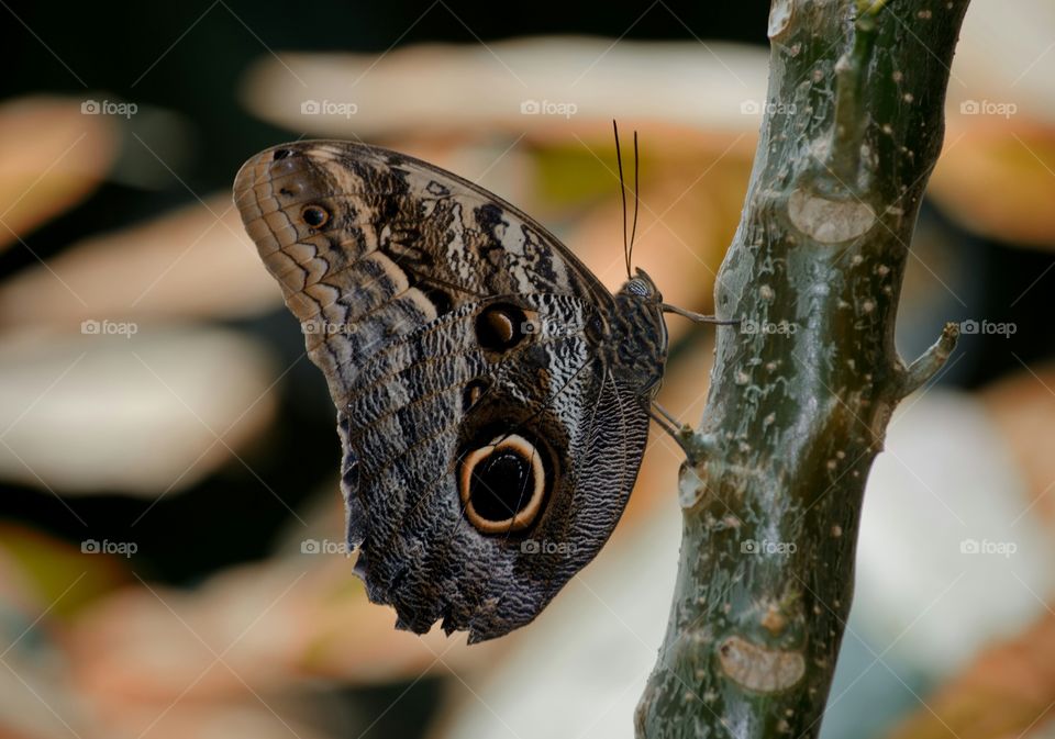 Owl butterfly on tree trunk