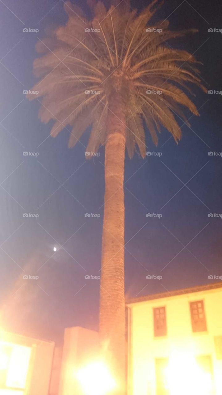 The Moon and the Palm