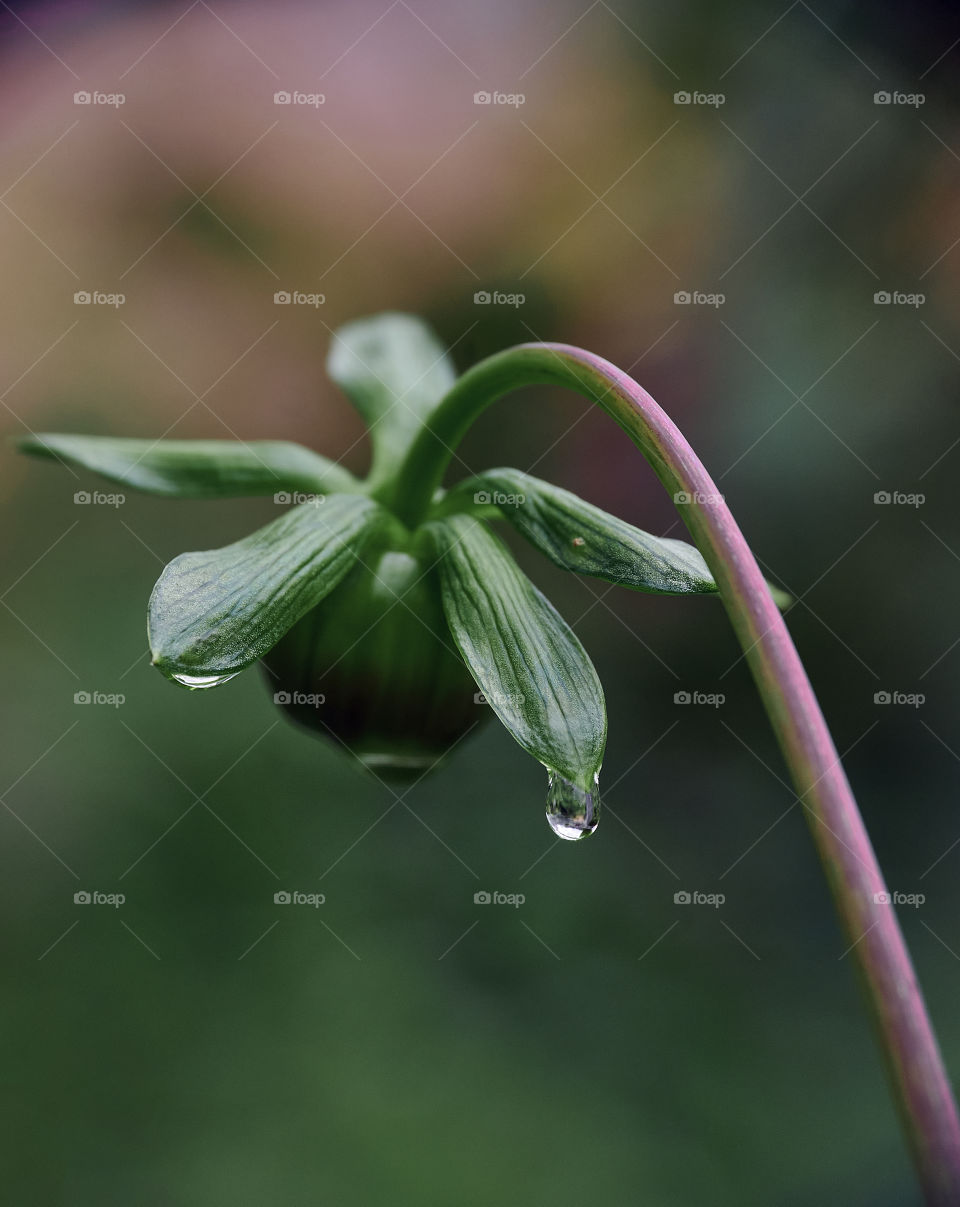 Onion leaves with water drops