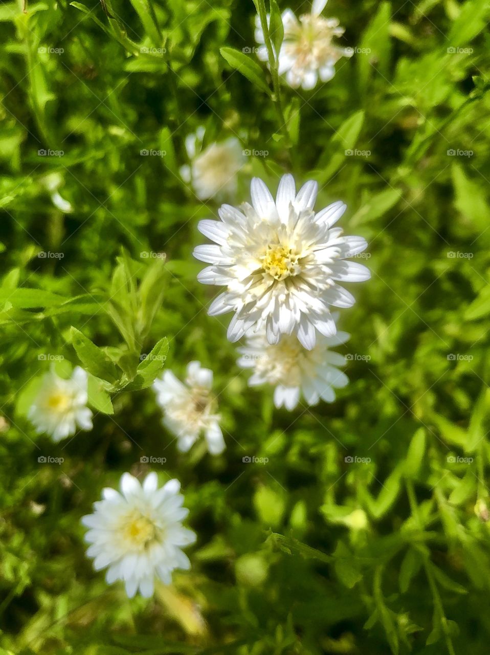 White wildflower closeup in soft focus