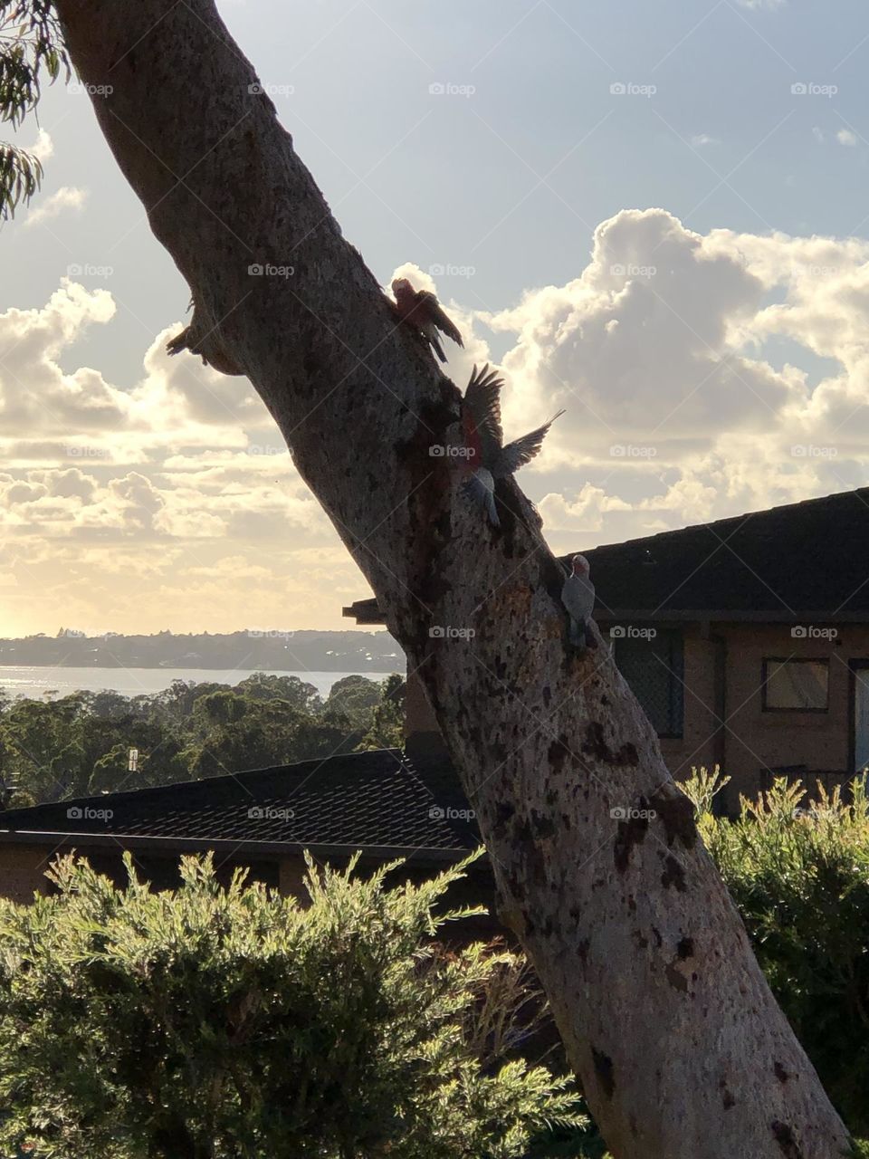 Learning to fly. These three baby Galahs just left the nest in this tree their first venture outside what a lovely day to learn how to fly 