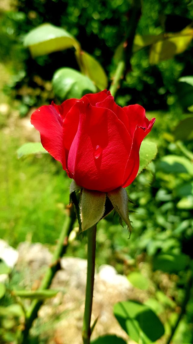 Red Flower