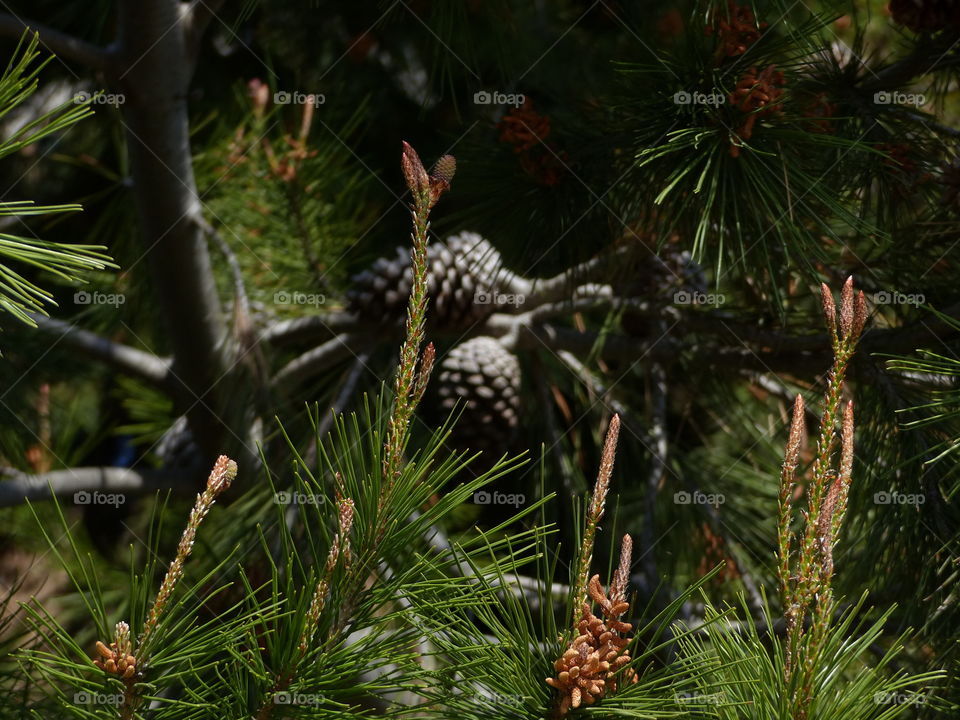 Pine cones in background 